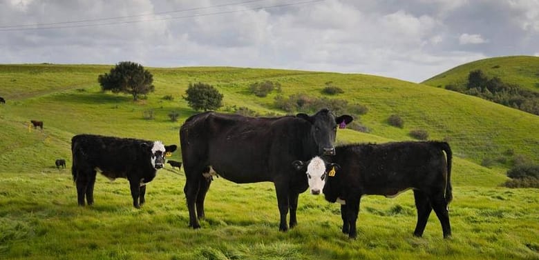 Cow belches help drive California dairy industry lobbying blitz