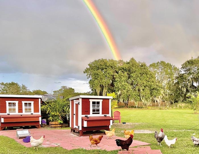 Buxton Backyard Structures chicken coops beneath a rainbow
