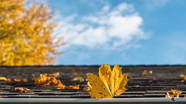 Yellow maple leaves on roof