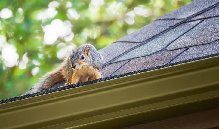Squirrel on edge of roof