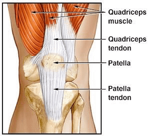 Illustration of Tendons in Quadriceps and Patella