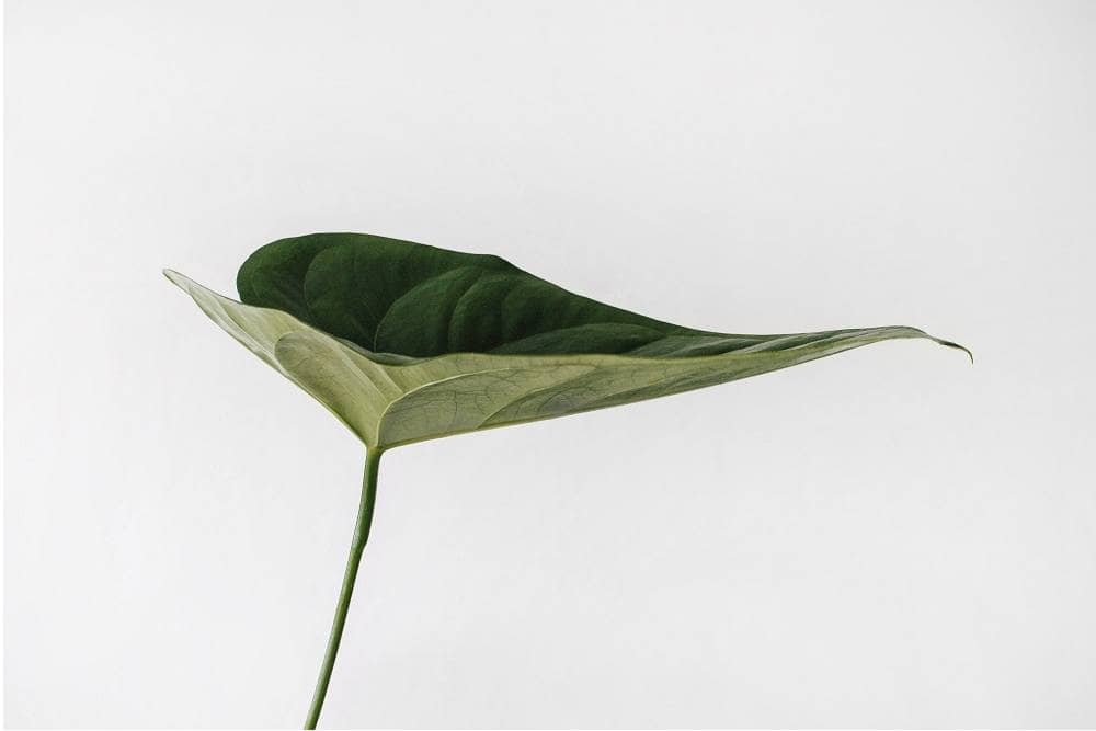 Leaf on a white background