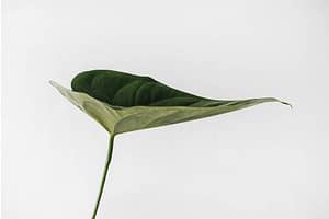 A single leaf against white background