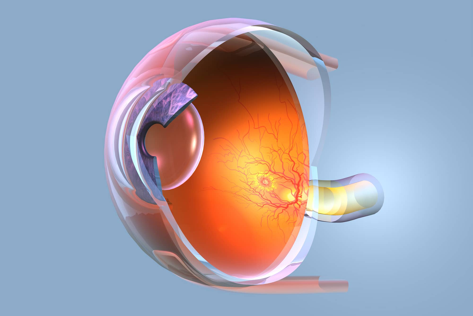 Healthy human eye anatomy, medically 3D illustration