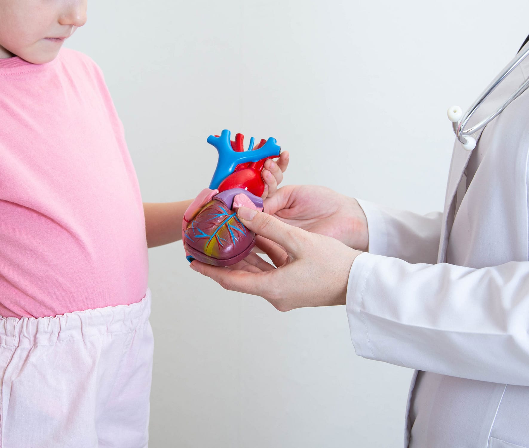 The hands of a child and the hands of a doctor-cardiologist are holding a mock-up of a heart. The concept of examination and treatment of the heart of children. Pediatric cardiology, close-up