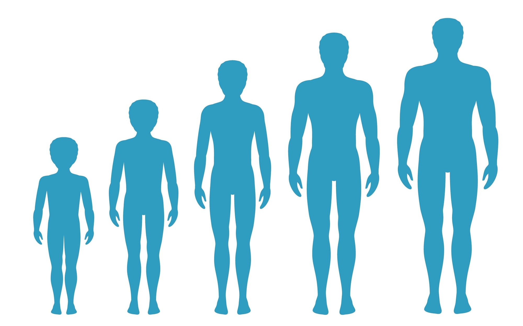 949108 Man’s body proportions changing with age. Boy’s body grow