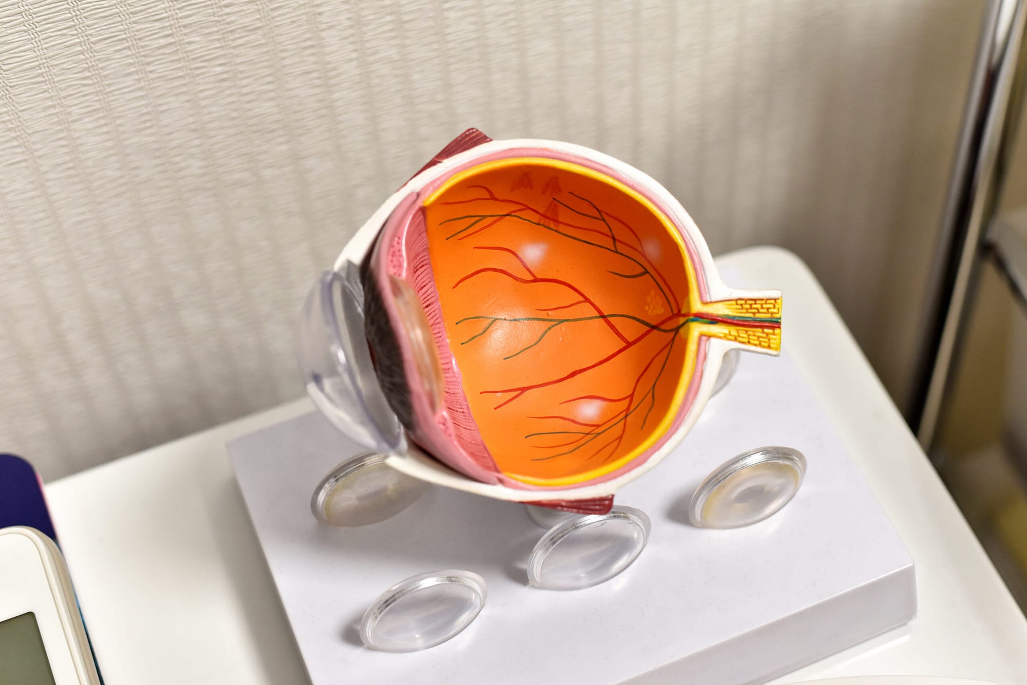 Eye anatomy, Human eye cross section physiology, Model of cornea