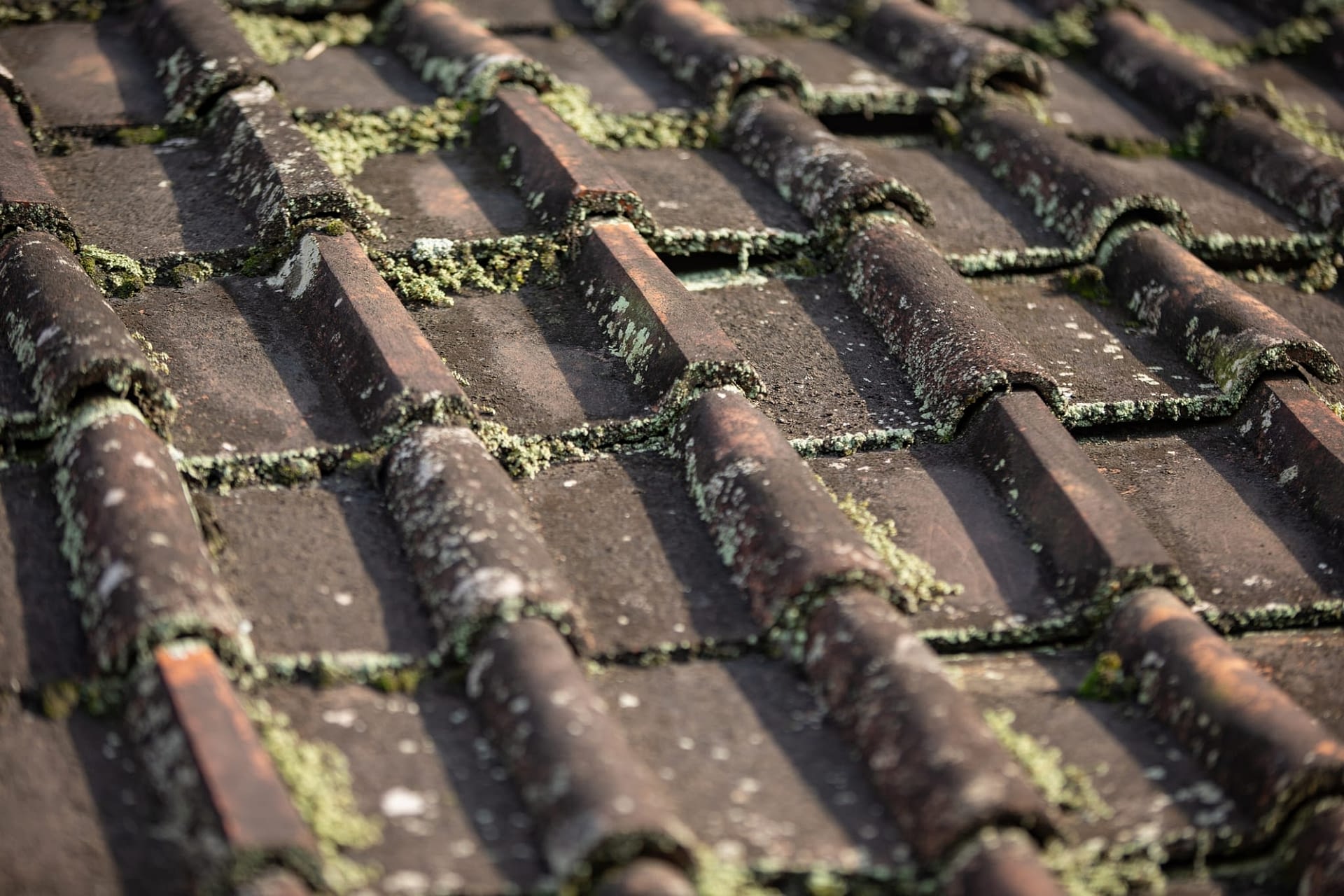 Moss on Roof Tiles - New Jersey Siding & Windows