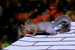 Squirrel Sitting On Roof