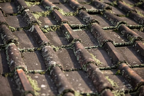 Roof Algae 