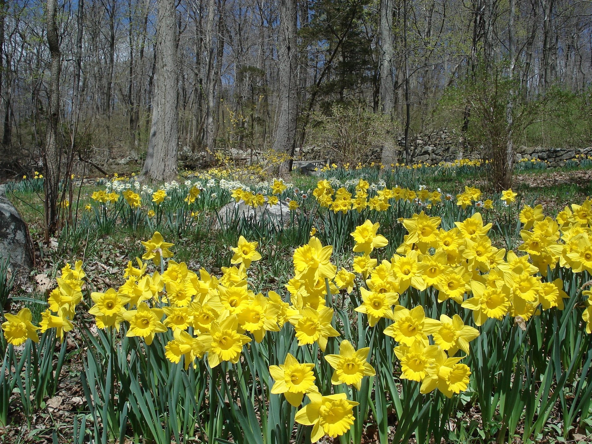 NJBG Daffodil Planting