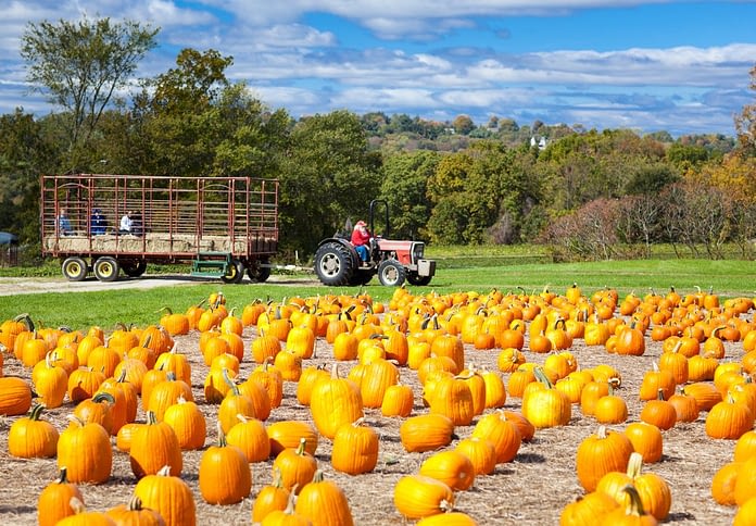 pumpkin picking new jersey 2021