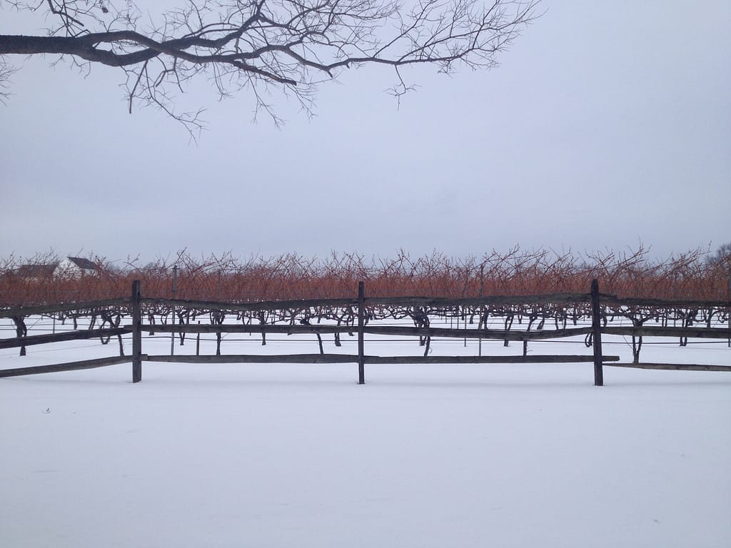 Winter Vineyard
