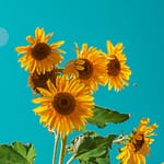 sunflowers festival dalton farms 2022 two bridges