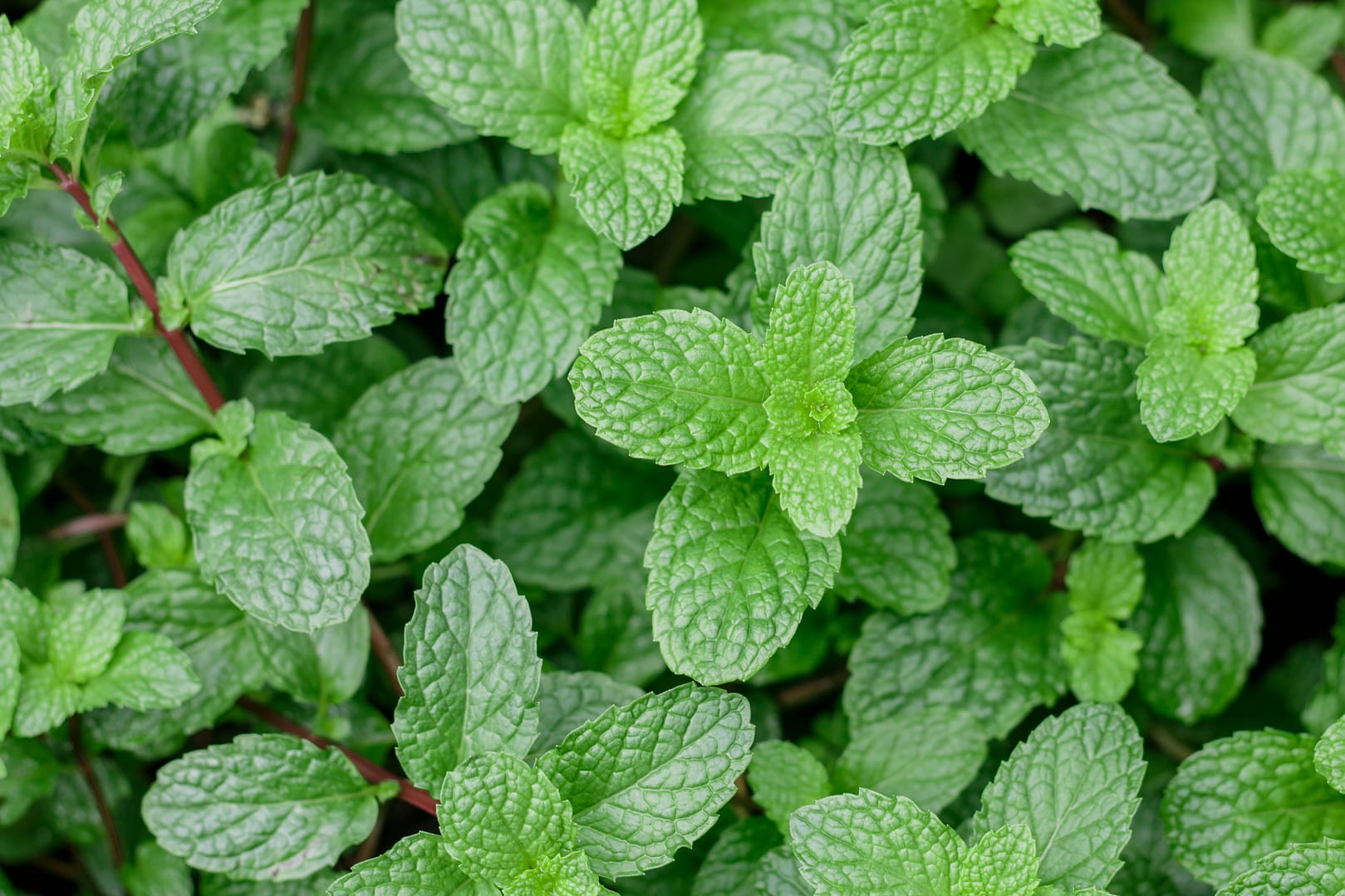 Accent On Spearmint Oil