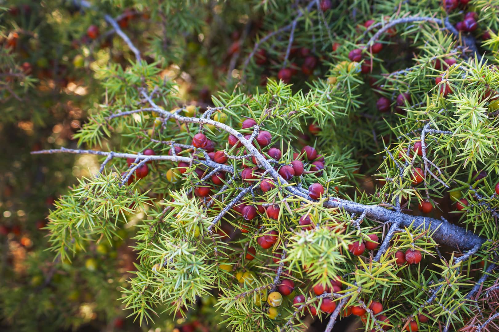 Juniper Berry. Discover the Natural Benefits of Our Premium