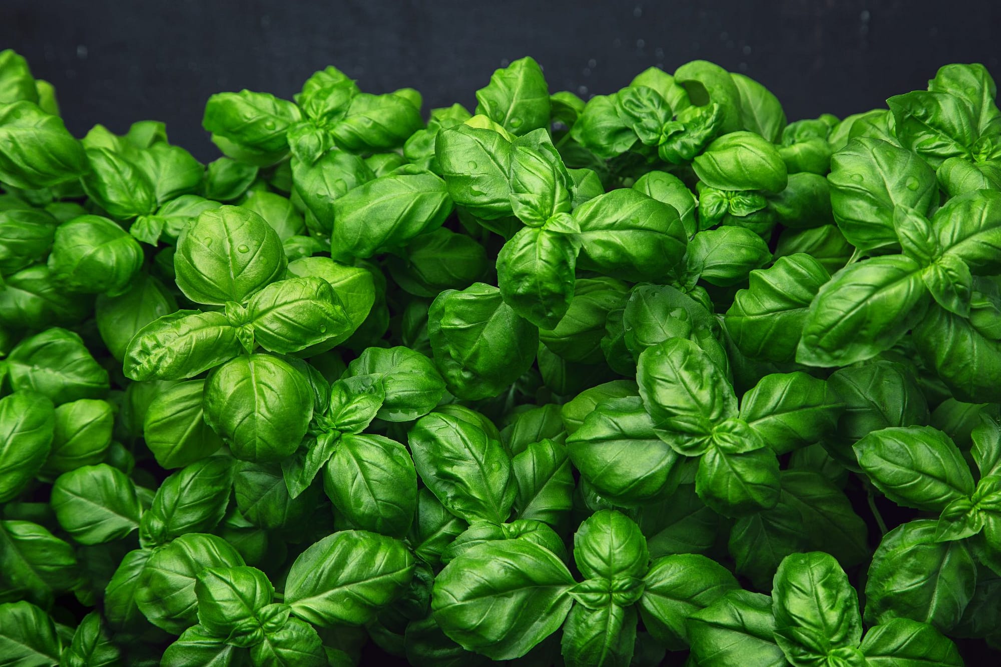 Accent On – Basil