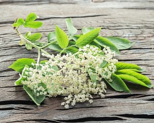 Elderberry flowers on the wooden background.