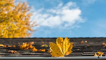 Yellow maple leaves on roof