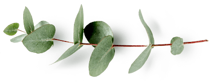 A branch of bay leaves