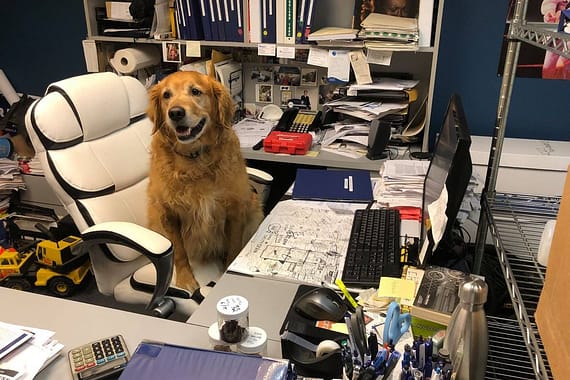 Jack - Office Pup
