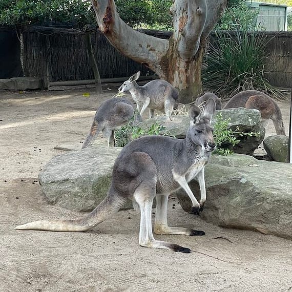 Kangaroo Australia Australia Animals Ultraceuticals welcome party beyond business 2023