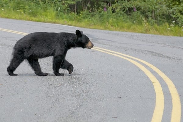 Black Bear in New Jersey Northwest