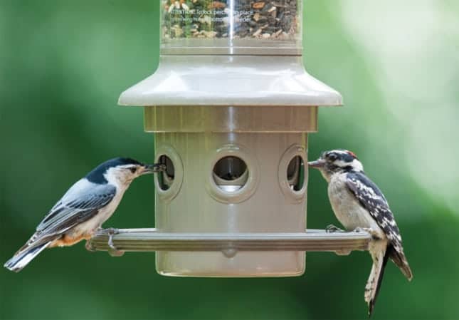 wild birds unlimited bird seed