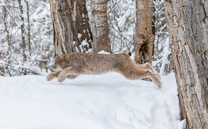 Are There Bobcats in Bergen County? - Mybergen.com