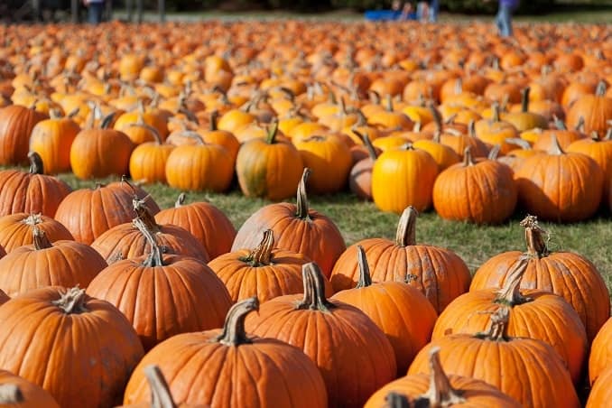 pumpkin patch bergen county nj