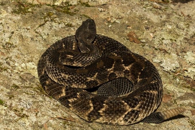 Rare, two-headed rattlesnake found in New Jersey forest