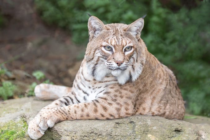 Are There Bobcats in Bergen County? 