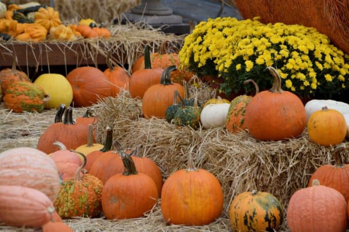 Bergen County Farms, Hayrides and Pumpkin Picking! Updated Fall 2023!