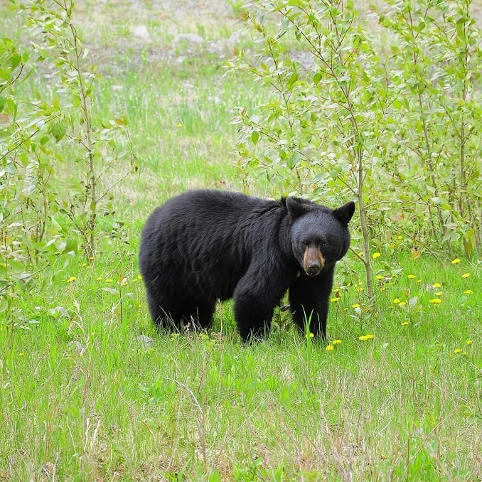 Black Bear in New Jersey Northwest