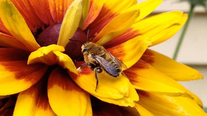 A bee on a flower, the flower is yellow