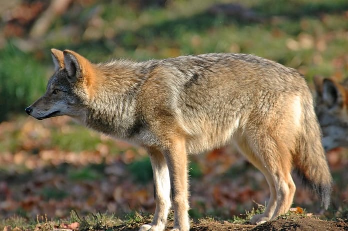Endangered New Jersey: Coyote Concerns