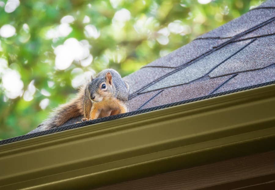 Squirrel on edge of roof