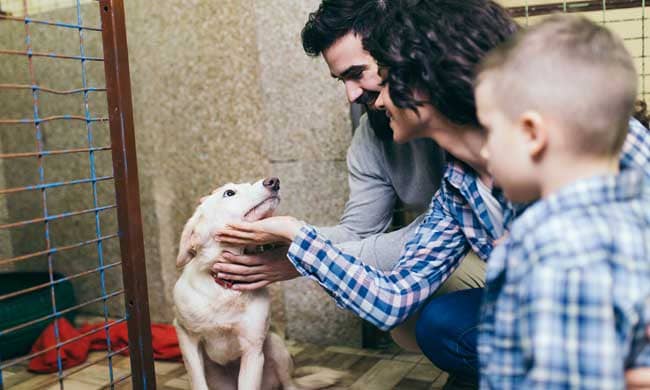 Tips on Adopting a Dog: How to Adopt from the Bergen County Animal ...