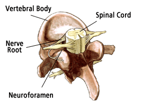 spinal cord and nerve roots