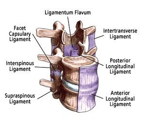 ligaments of spinal cord