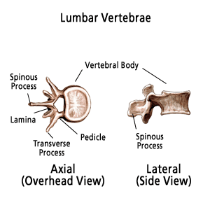 lumbar vertebrae