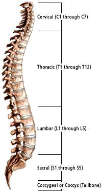 Cord a spinal parts of What Are