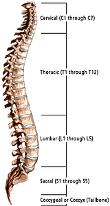 Spinal regioner af hele rygsøjlen