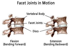 Articulations facettaires en mouvement