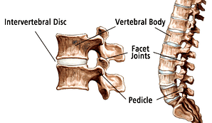 vista recortada de la columna vertebral