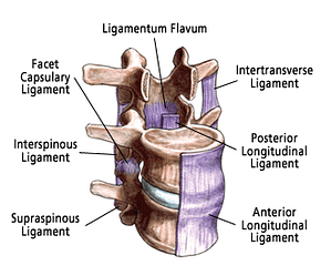 ligamentele măduvei spinării